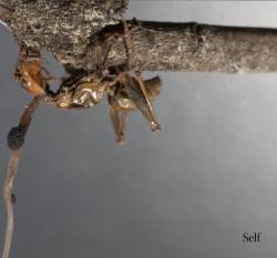 Terzij De Horde : Self